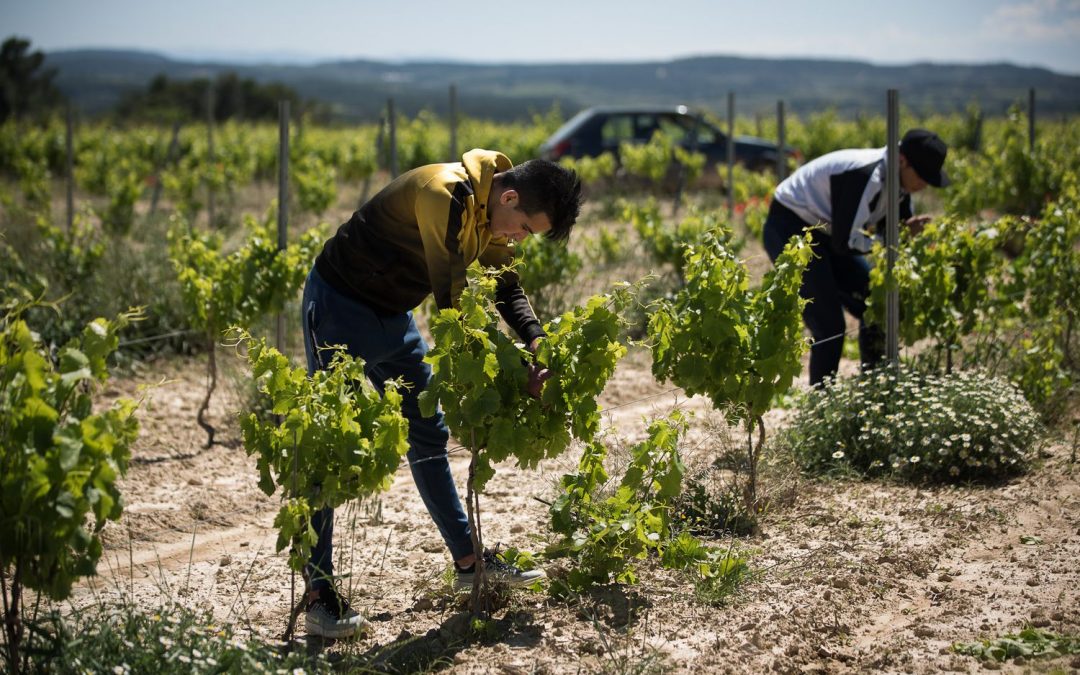Residencia por dos años para jóvenes extranjeros que trabajaron en el campo durante la pandemia
